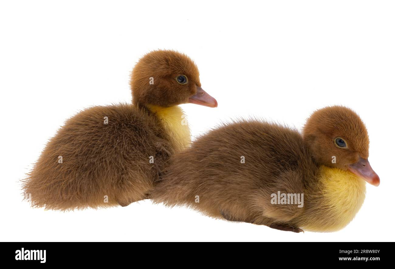 piccoli anatroccoli isolati su sfondo bianco Foto Stock