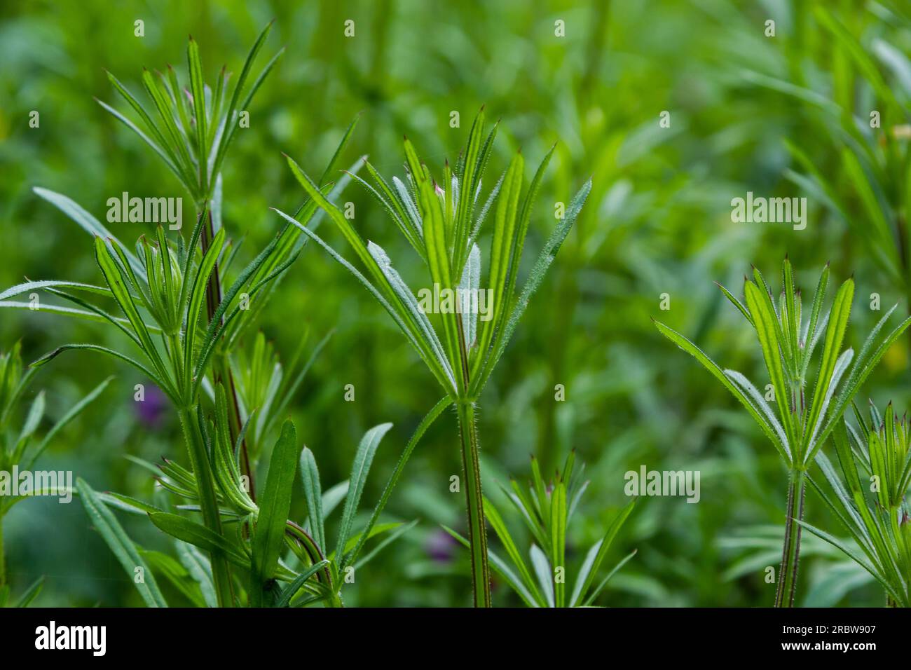 L'aparina di Cleavers Galium è stata usata nella medicina tradizionale per il trattamento dei disturbi del sistema diuretico, linfatico e come disintossicante. Foto Stock