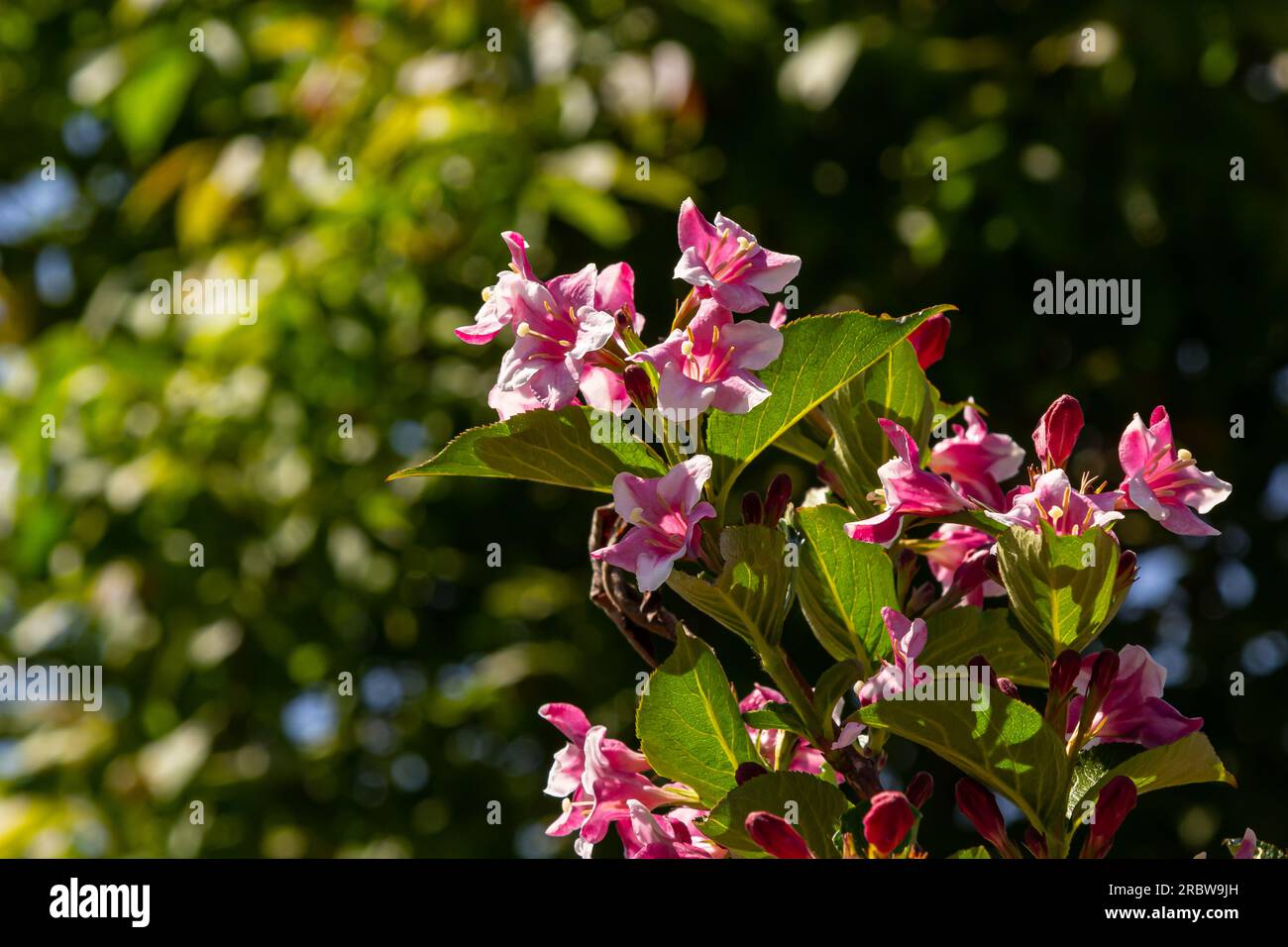 Colorato Weigela Praecox Bouquet fiori di rosa con un petali a cinque lobi, primo piano. Weigela è un arbusto deciduo, ornamentale e fiorito, giardino popolare Foto Stock