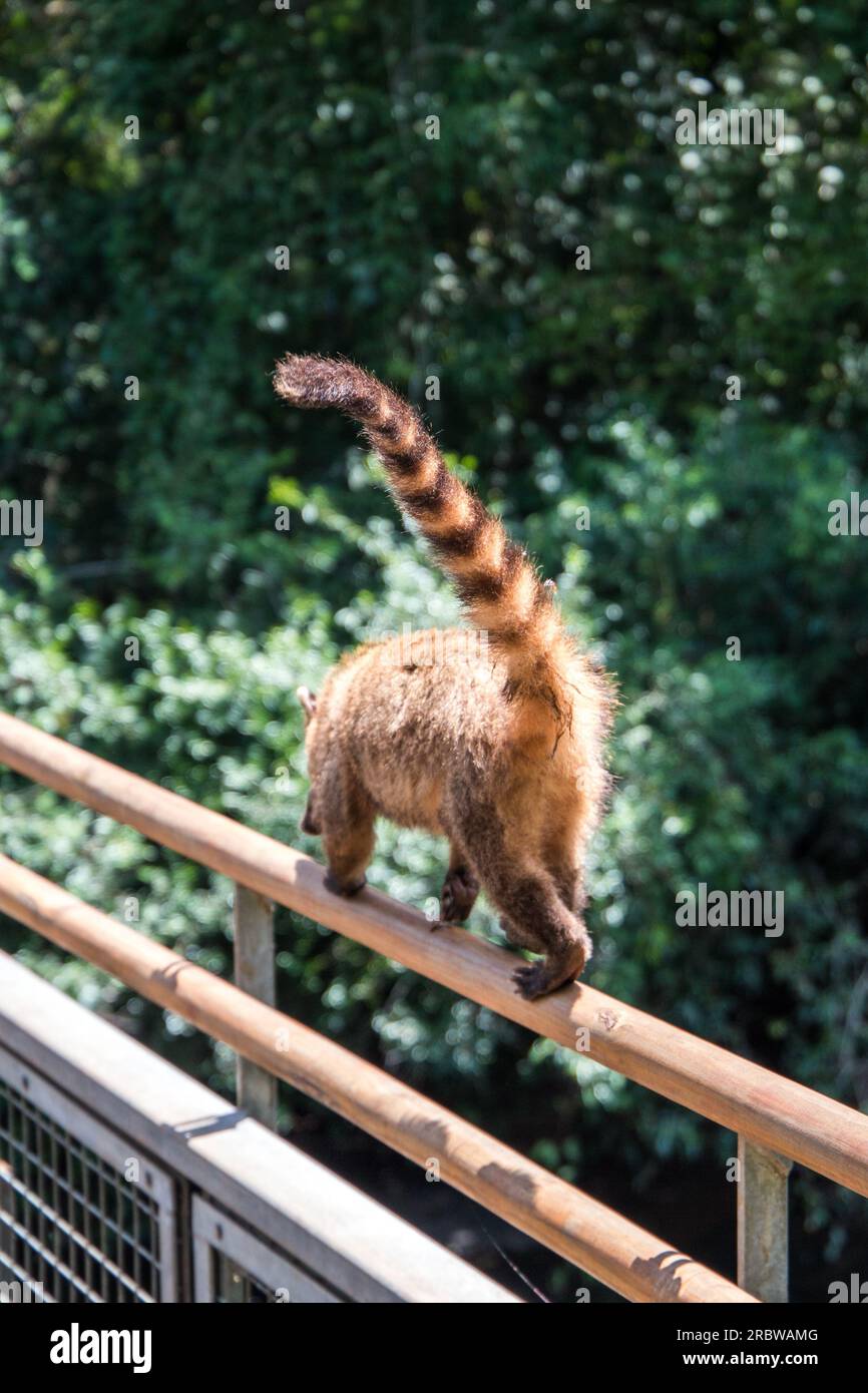 Coati a Iguazu Falls Foto Stock