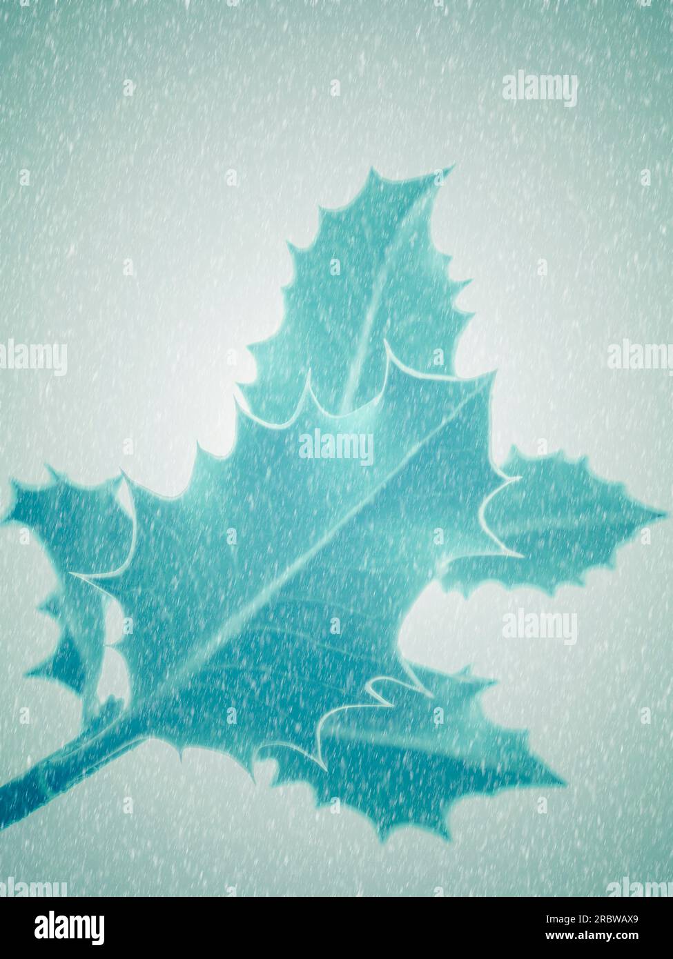 Primo piano delle foglie di holly (Ilex) con la neve che cade Foto Stock