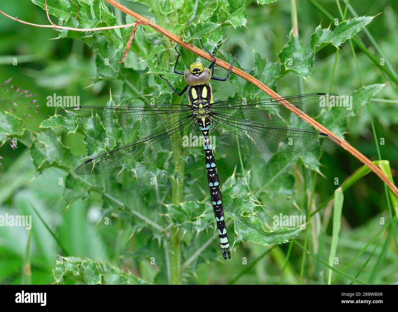 Southern Hawker (Aeshna cyanea), che riposa sulla vegetazione, Dumfries, SW Scotland Foto Stock