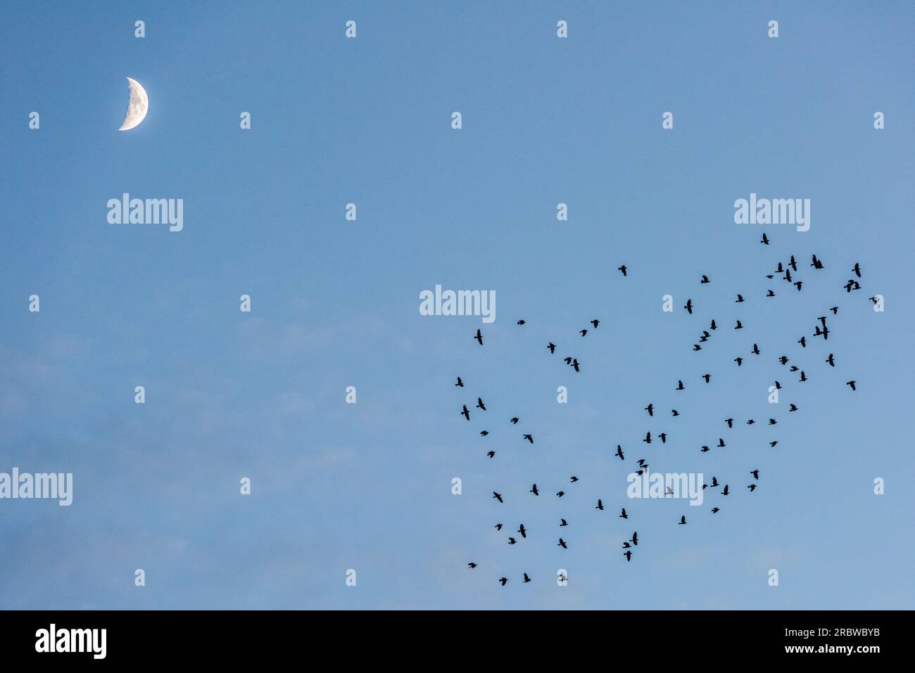 Un cielo serale limpido con una luna a mezzaluna cerata e un gregge di ruscelli che volano sotto Foto Stock