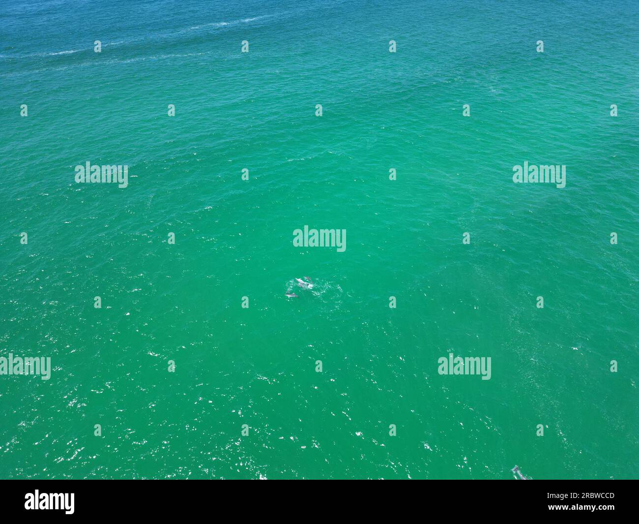 Branco di delfini che nuotano nell'oceano Foto Stock