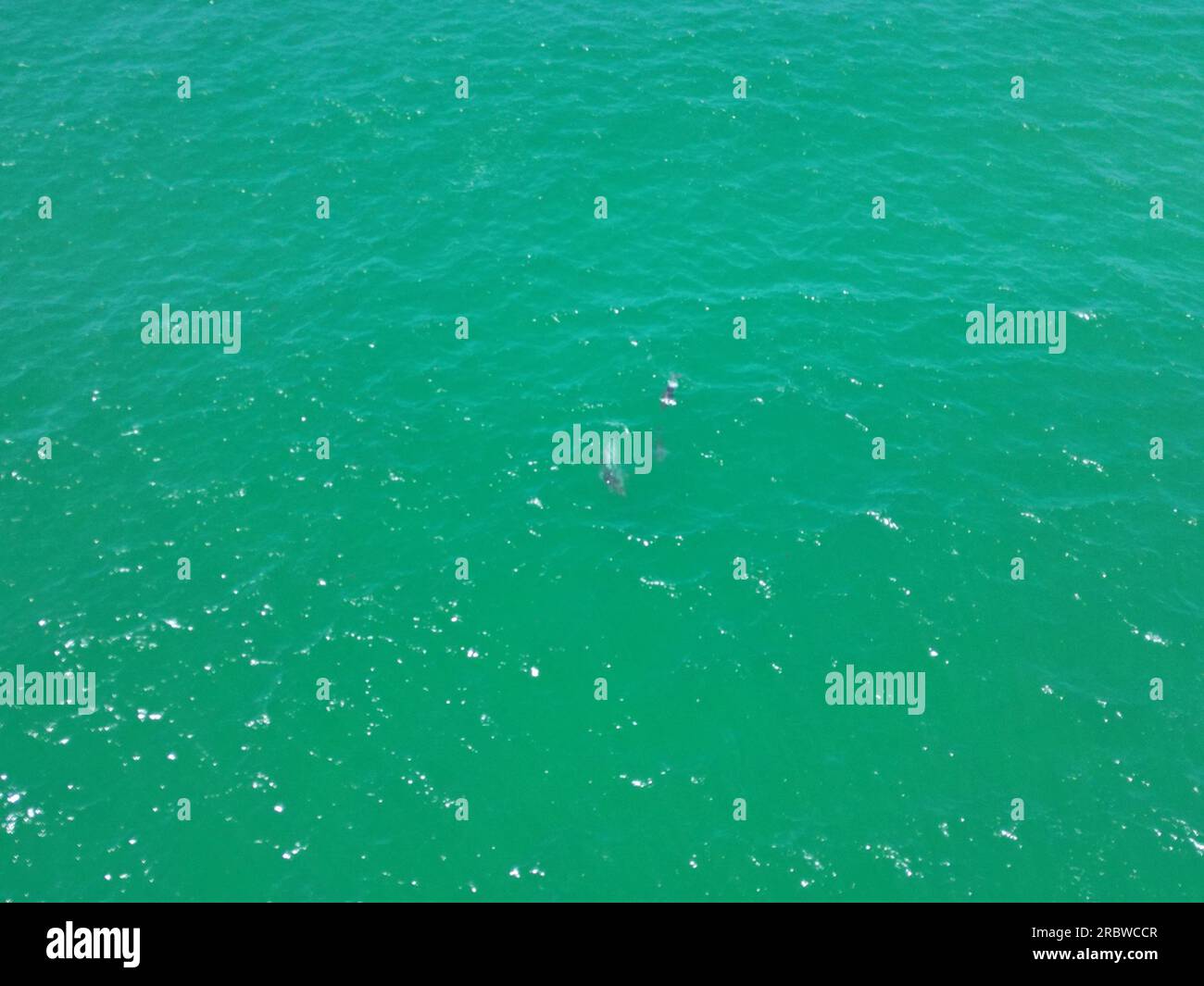 Branco di delfini che nuotano nell'oceano Foto Stock