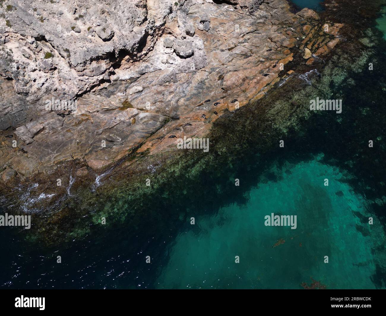 Foche che giacciono sulle rocce delle scogliere dell'Australia meridionale Foto Stock