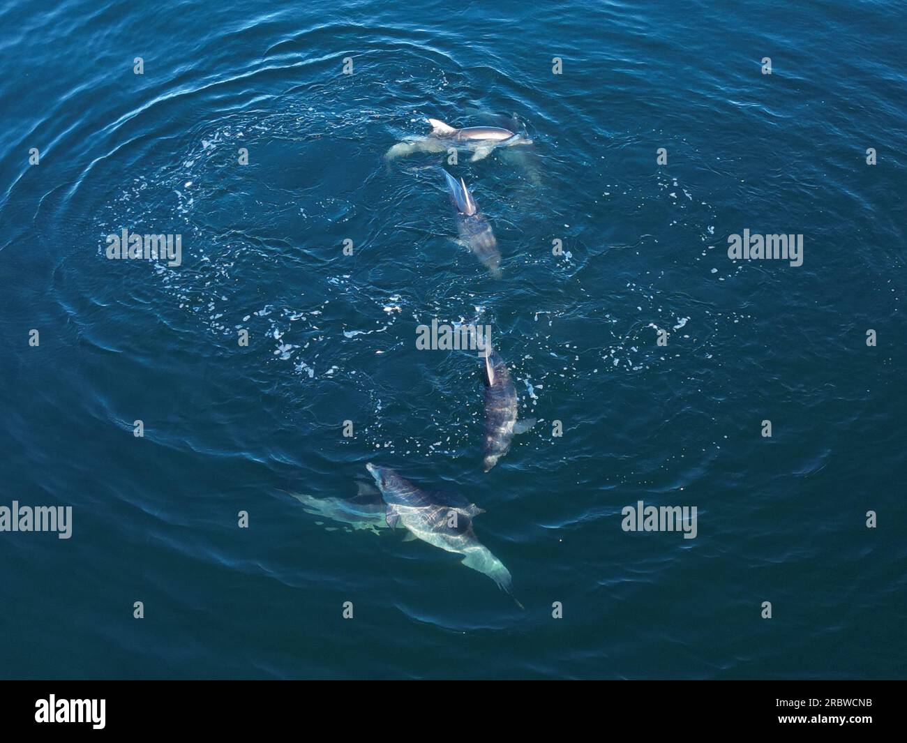 Branco di delfini dall'alto Foto Stock