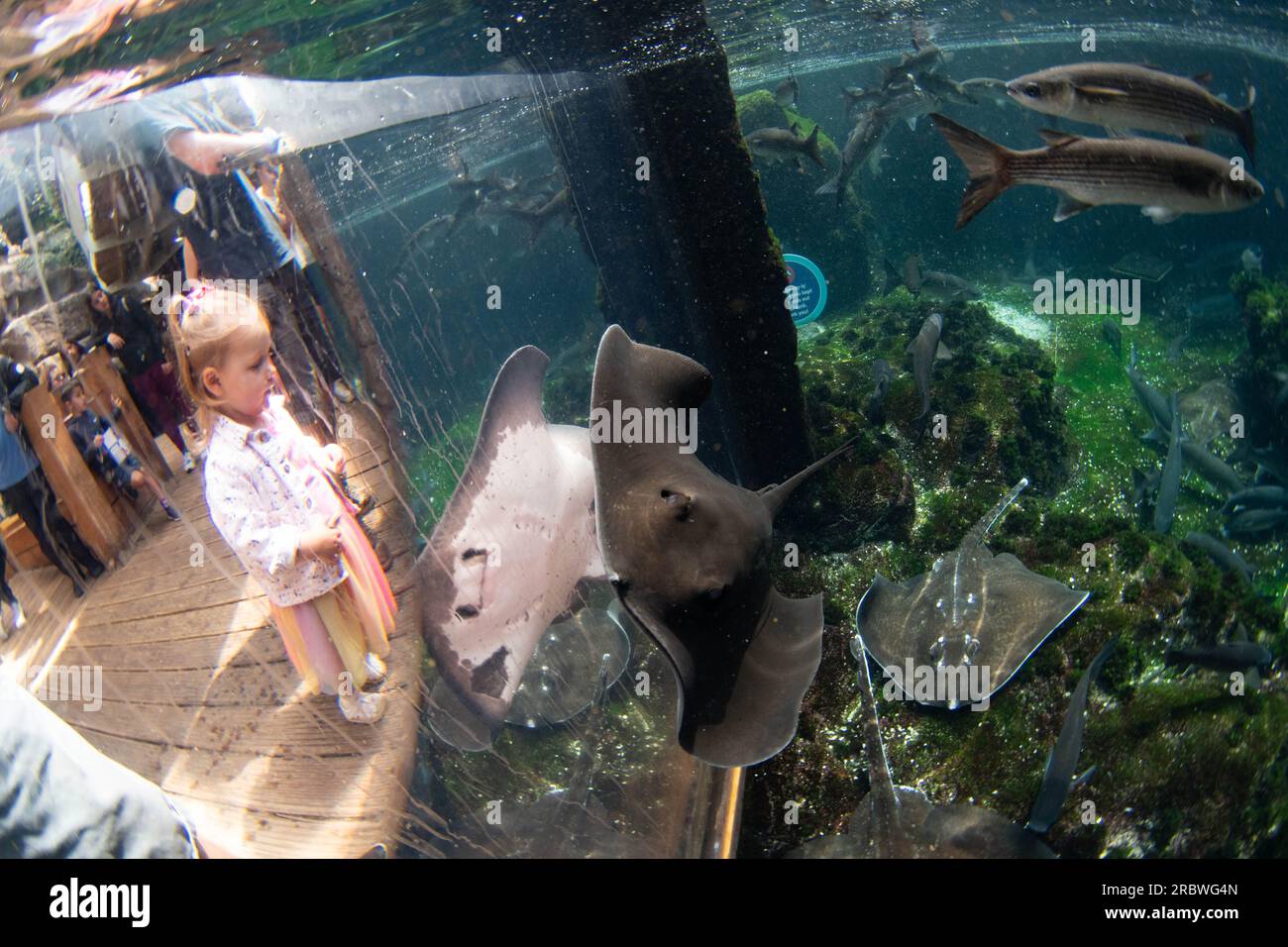 sting ray e bambino all'acquario di bristol Foto Stock