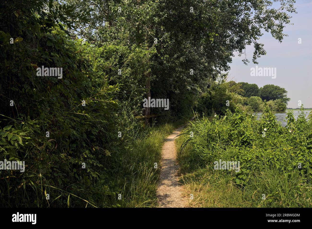 Sentiero delimitato da alberi e cespugli in un parco in riva al fiume in una giornata di sole nella campagna italiana Foto Stock