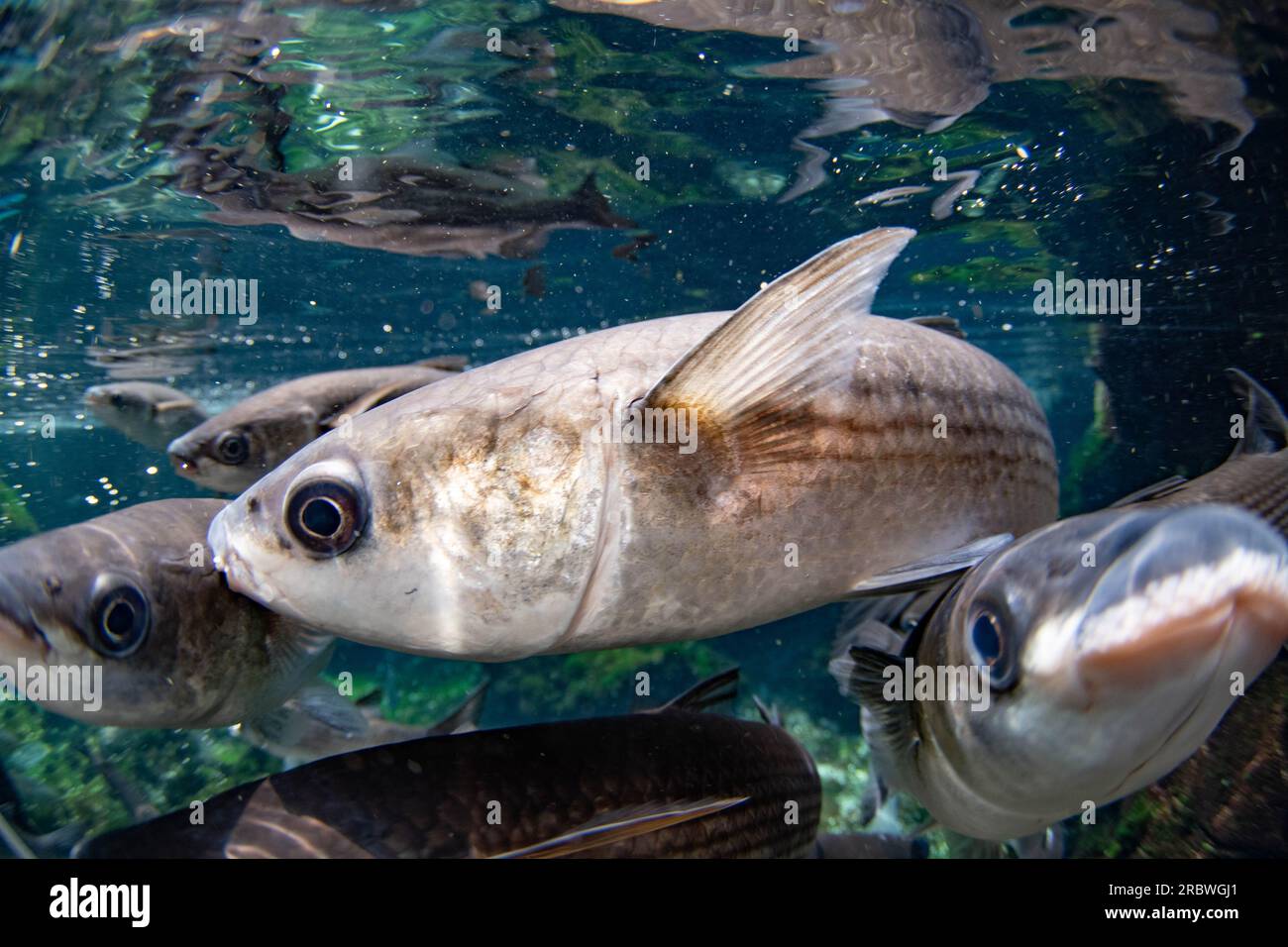 mullet dalle labbra spesse nell'acquario di bristol Foto Stock