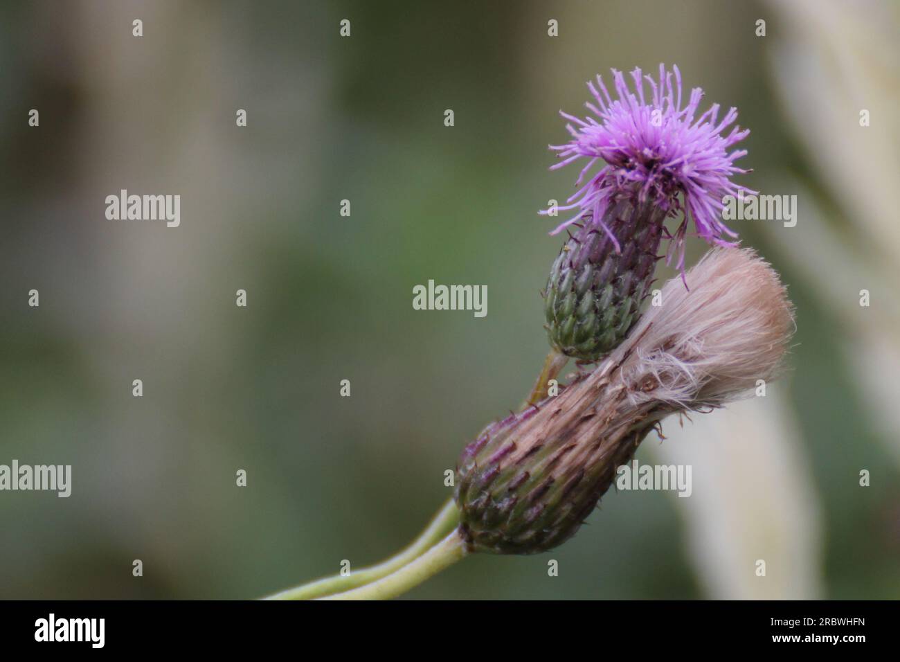Le teste dei fiori di creeping thistle (Cirsium arvense), fioritura e con pappus. Foto Stock