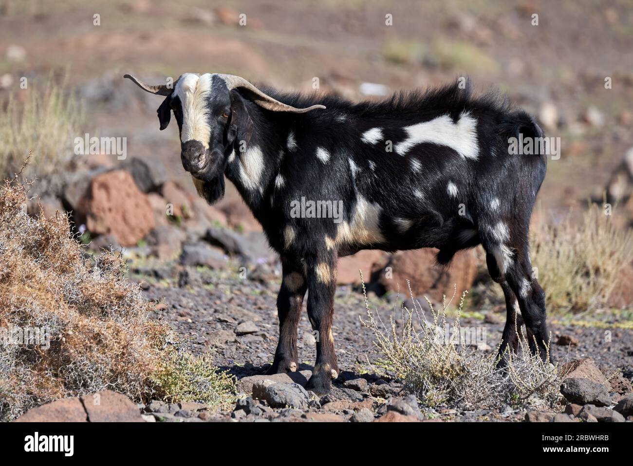 Capra billy nera maculata bianca in piedi nel paesaggio arido di Fuerteventura Foto Stock