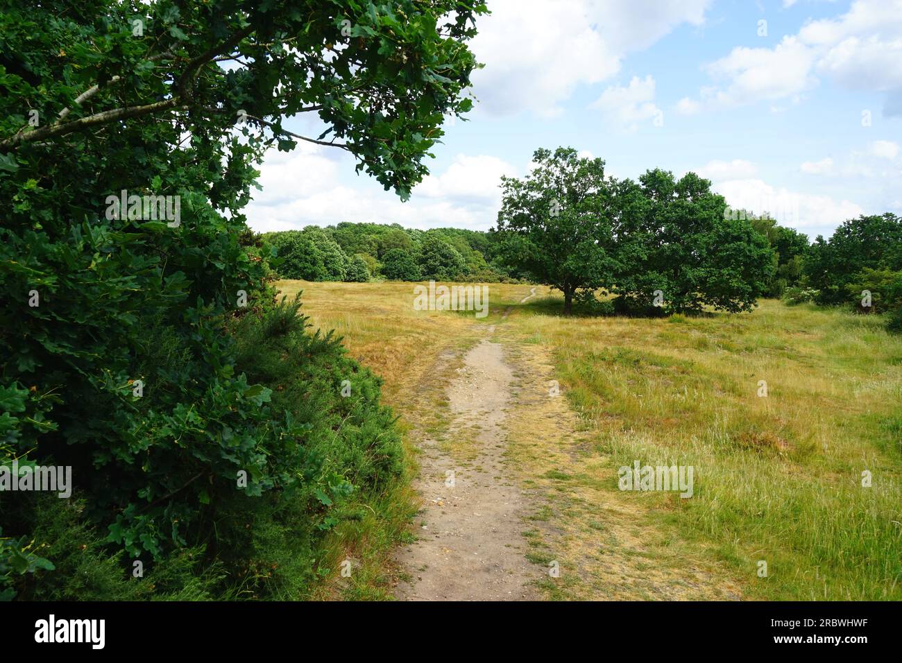 Nomansland Common - l'ultima posizione della malvagia Lady Foto Stock