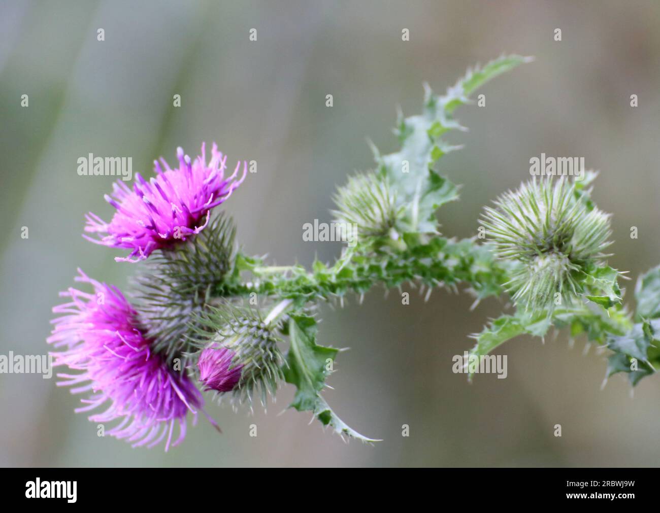 Thistle (Carduus x polyacanthus, ibrido da Goodyear thistle - C. crispus e muschio thistle - C. nutans). Foto Stock