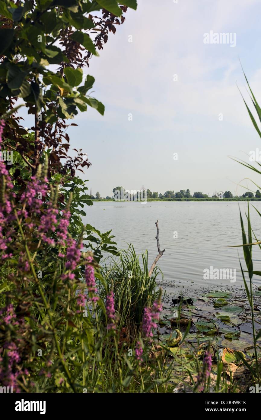 Fiume nella campagna italiana in estate incorniciato da ruspi e fiori selvatici Foto Stock