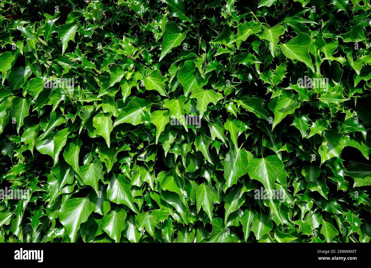 green holly e ivy hedge, norfolk, inghilterra Foto Stock