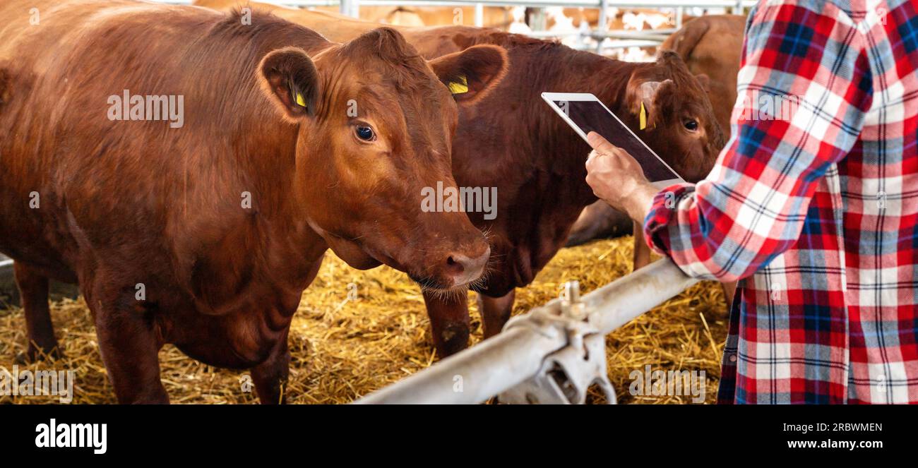 Controllo della salute e delle condizioni degli animali nell'allevamento di bestiame utilizzando tablet e microchip digitali con tecnologia wireless. Foto Stock