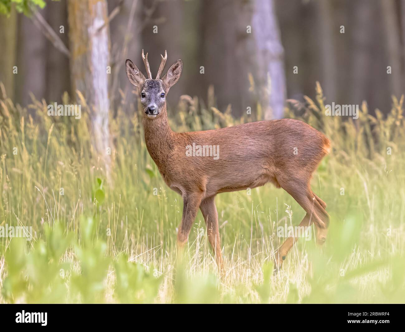 Capreolo maschio di Roebuck (Capreolus capreolus) sulla bonifica nel parco nazionale forestale, Pusztaszer, Ungheria. Maggio. Scenario naturale in Europa. Foto Stock