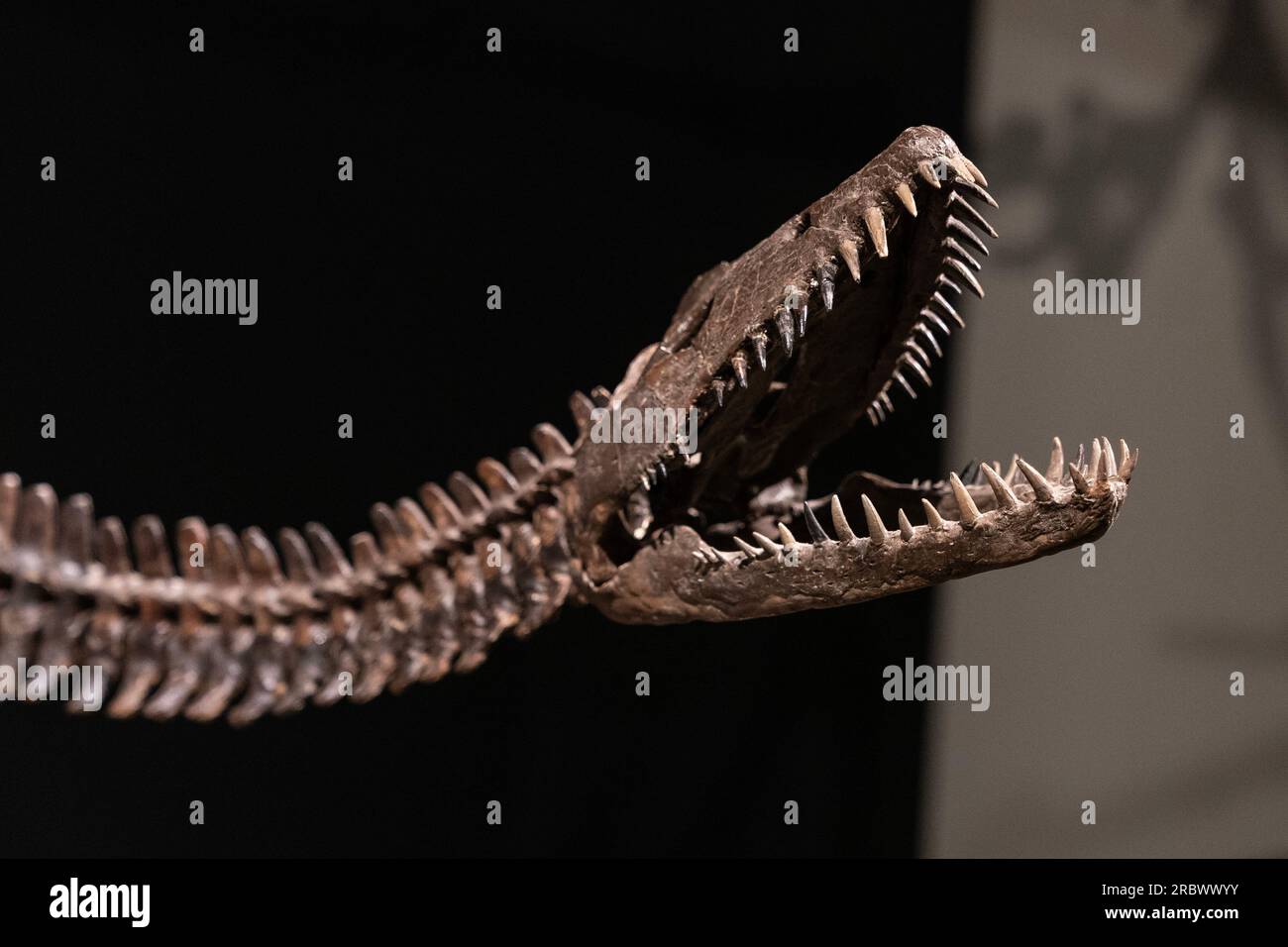 Fossile di dinosauro plesiosauro (dettaglio della testa) in mostra per Sotheby's Live Natural History Auction durante la stampa Photo Call a New York il 10 luglio 2023 Foto Stock