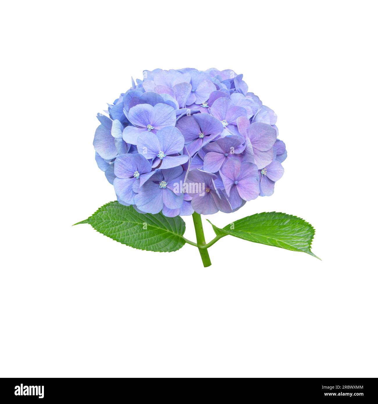 Primo piano del fiore blu celeste isolato su bianco. Impianto di fioritura di Hortensia. Foto Stock