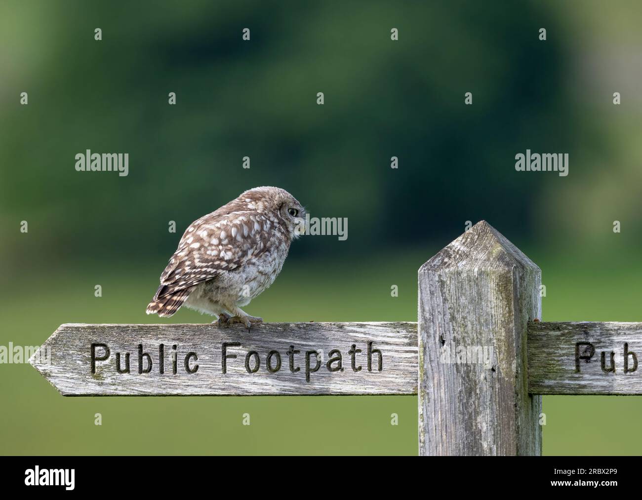 Un piccolo gufo, (Athene noctua), arroccato su un vecchio cartello di legno per il sentiero pubblico Foto Stock