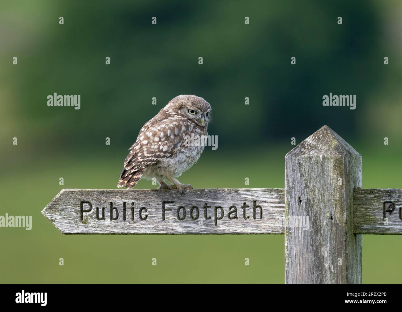 Un piccolo gufo, (Athene noctua), arroccato su un vecchio cartello di legno per il sentiero pubblico Foto Stock