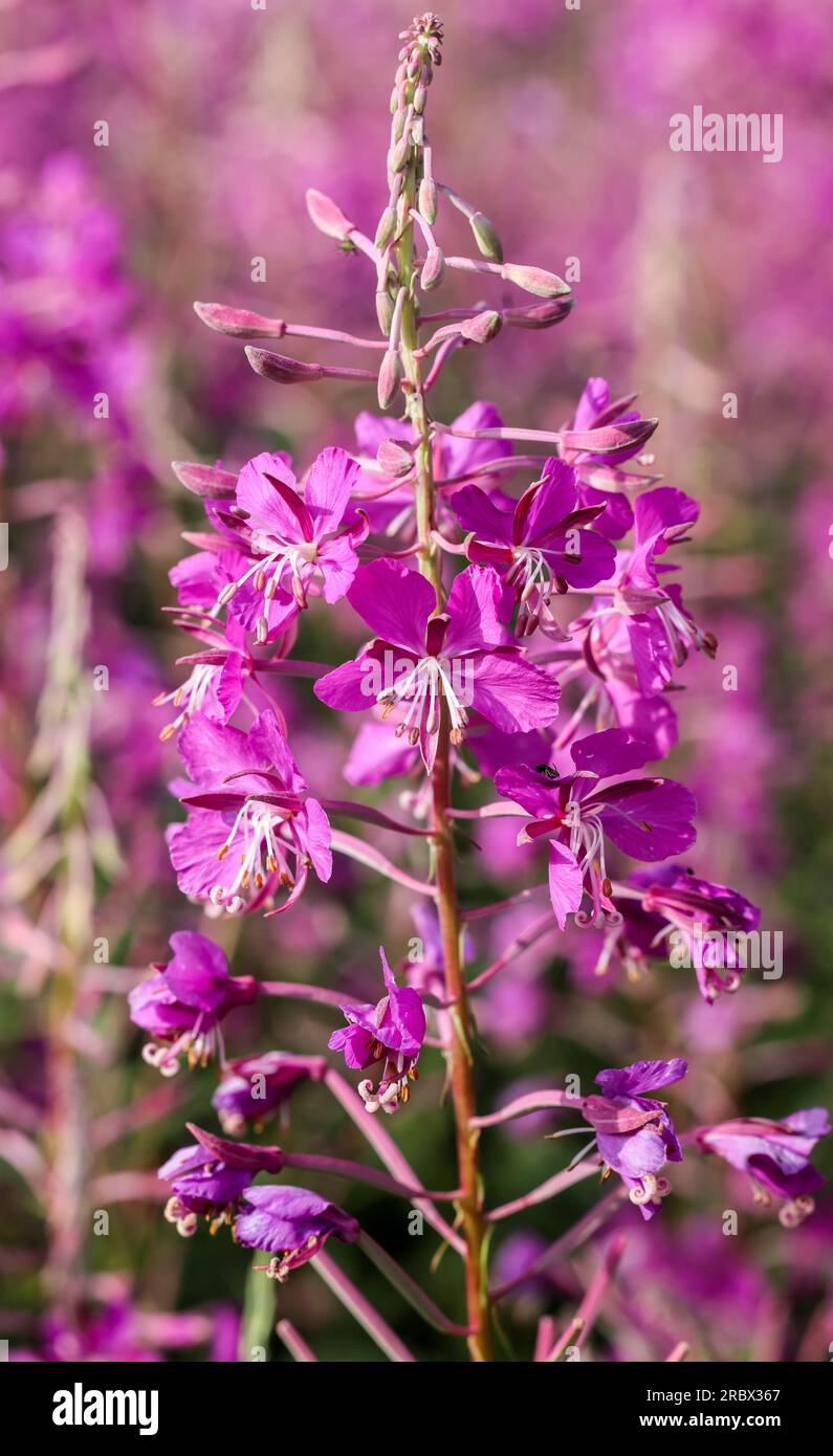 Willow-erba Foto Stock