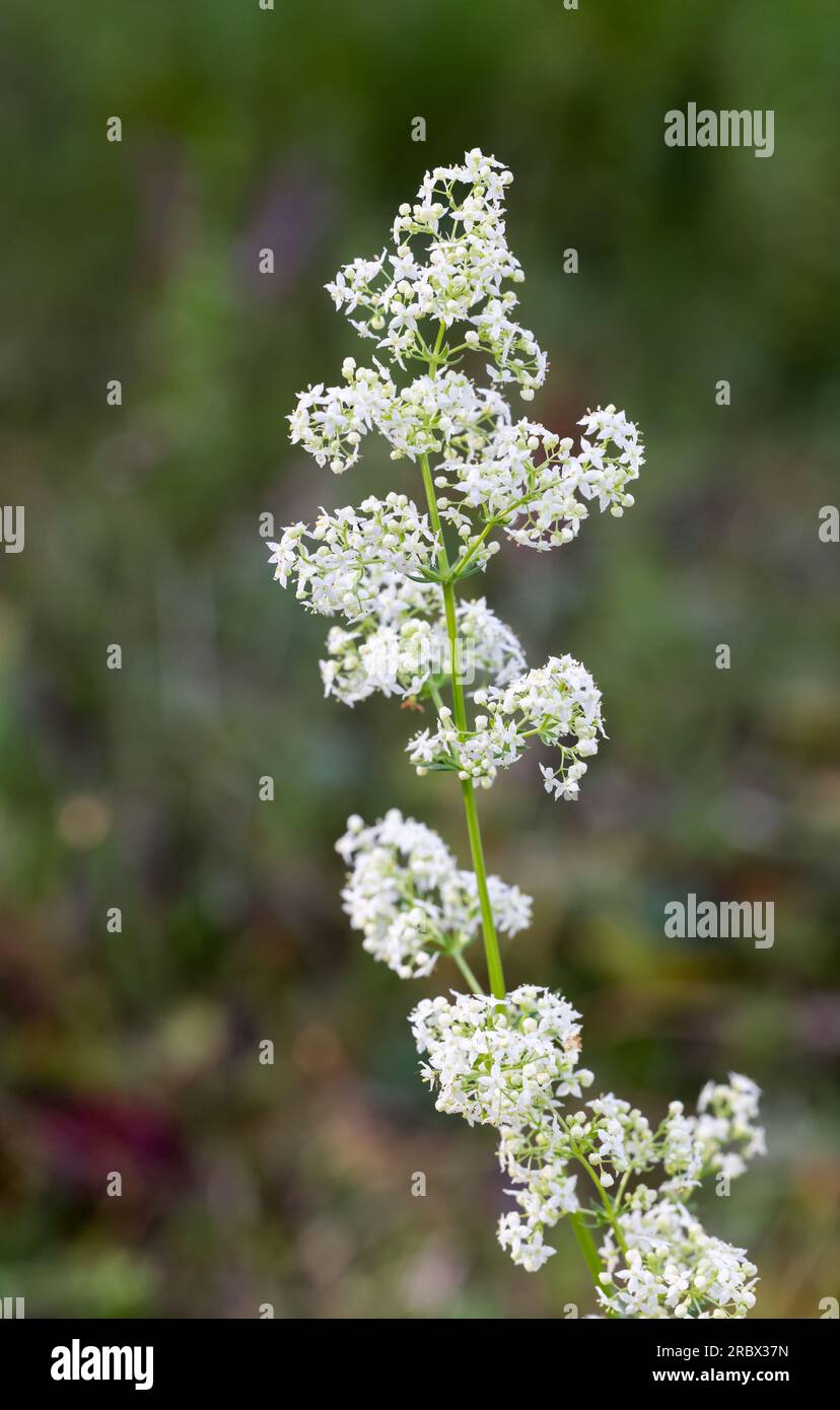 Bedstraw hedge Foto Stock