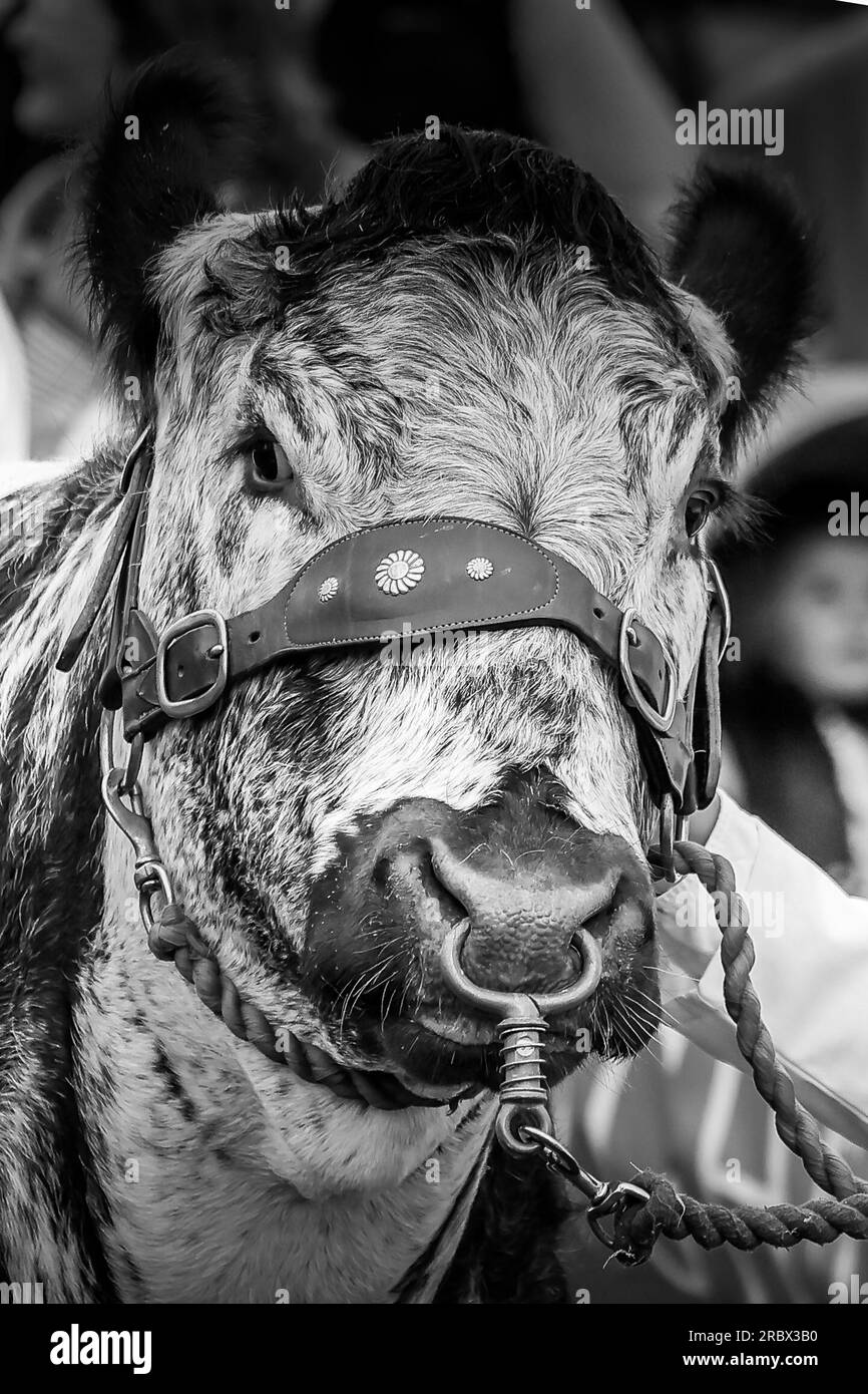 Harrogate, Regno Unito. 11 luglio 2023. Great Yorkshire Showground, Railway Road, Harrogate, North Yorkshire A Cow e The handle in gara durante il 164th Great Yorkshire Show 2023 Credit: Touchlinepics/Alamy Live News Foto Stock