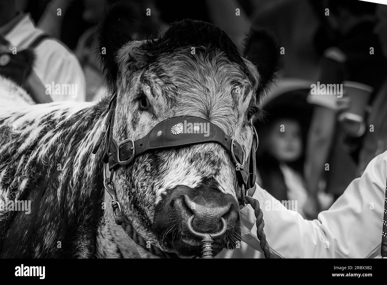 Harrogate, Regno Unito. 11 luglio 2023. Great Yorkshire Showground, Railway Road, Harrogate, North Yorkshire A Cow e The handle in gara durante il 164th Great Yorkshire Show 2023 Credit: Touchlinepics/Alamy Live News Foto Stock