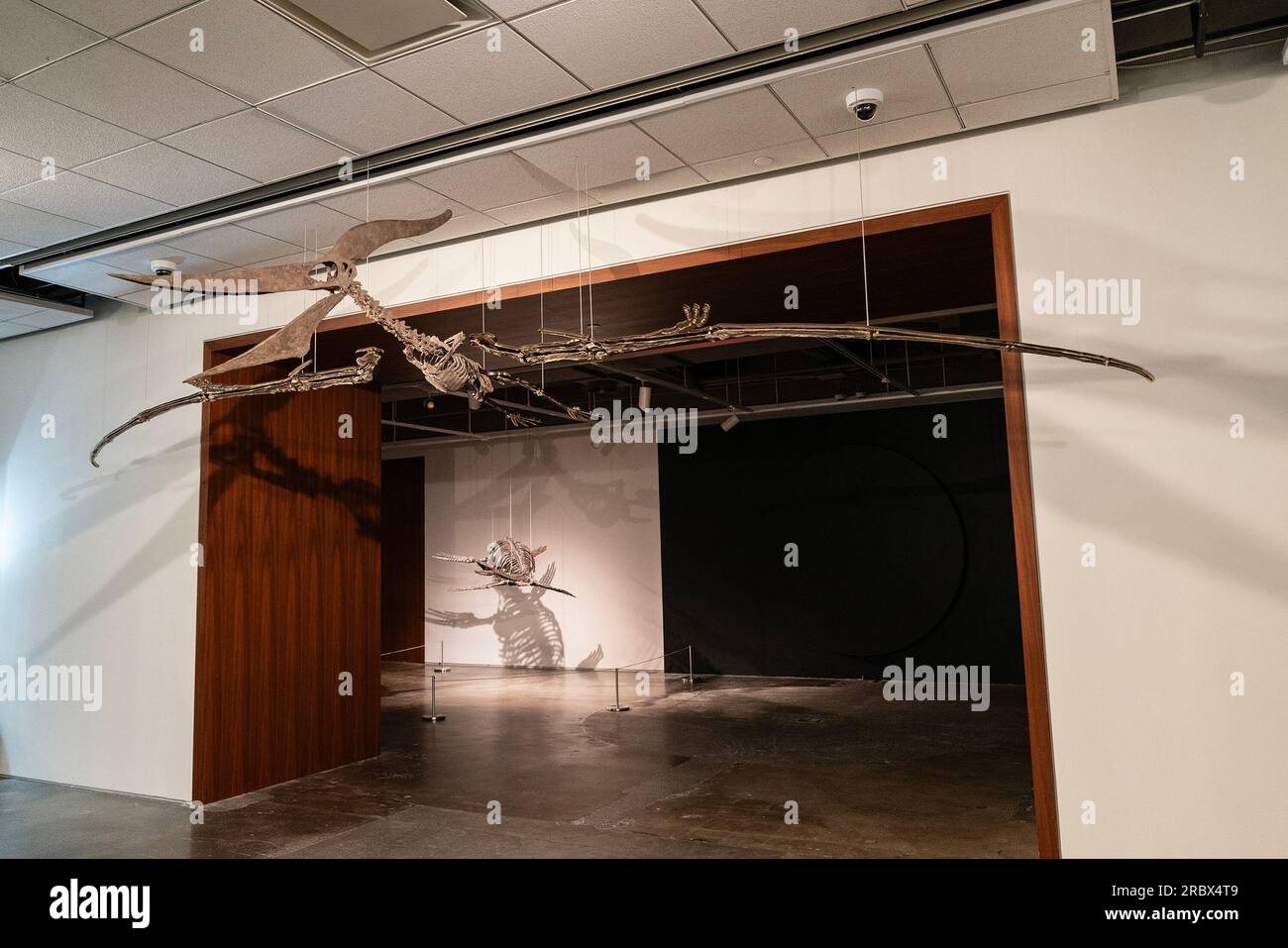 New York, Stati Uniti. 10 luglio 2023. Rari fossili di Pteranodon volanti e dinosauri plesiosauri in mostra per l'asta Sotheby's Live Natural History durante la conferenza stampa di New York. Rare Flying Pteranodon (stima: 4-6 milioni di dollari) e plesiosauro (stima: 600,000- 800,000) saranno messi all'asta il 26 luglio 2023. (Foto di Lev Radin/Pacific Press) Credit: Pacific Press Media Production Corp./Alamy Live News Foto Stock