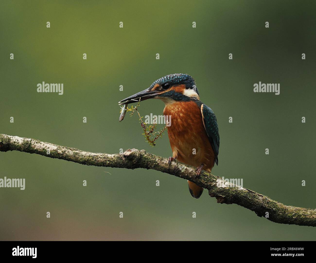 Il giovane kingfisher rimarrà occasionalmente intorno a un punto di alimentazione su un lago fino a quando un giovane dominante o un adulto allontanerà il resto. Foto Stock