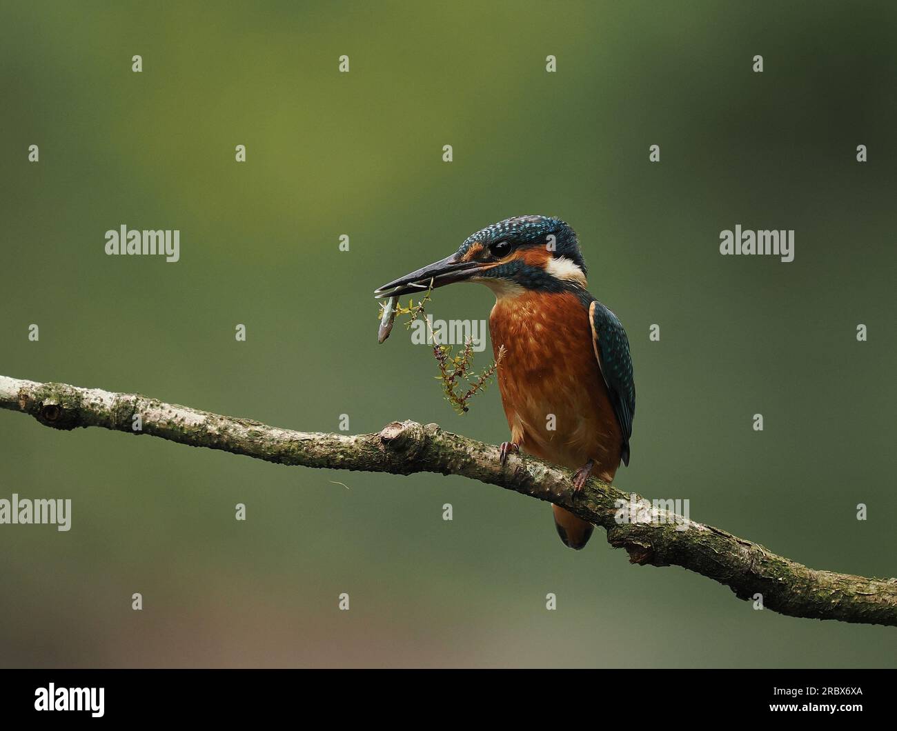 Il giovane kingfisher rimarrà occasionalmente intorno a un punto di alimentazione su un lago fino a quando un giovane dominante o un adulto allontanerà il resto. Foto Stock