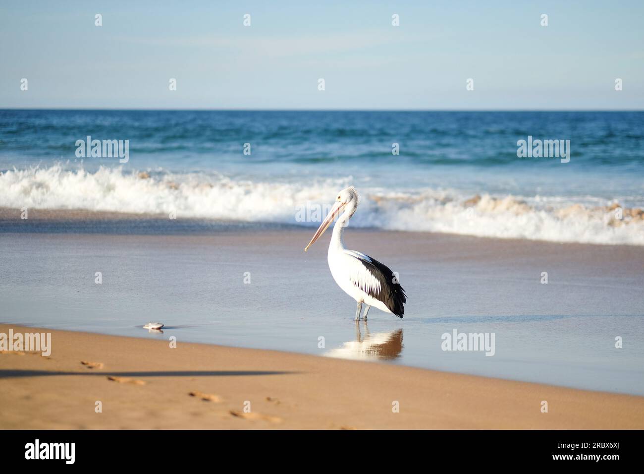 Pelican sulla spiaggia, North Sydney Foto Stock