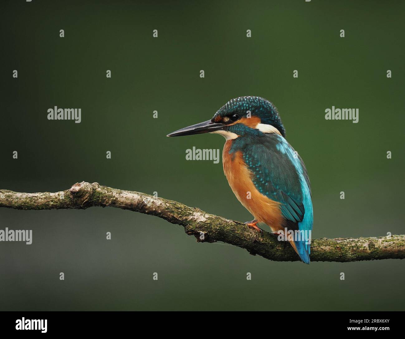 Il giovane kingfisher rimarrà occasionalmente intorno a un punto di alimentazione su un lago fino a quando un giovane dominante o un adulto allontanerà il resto. Foto Stock