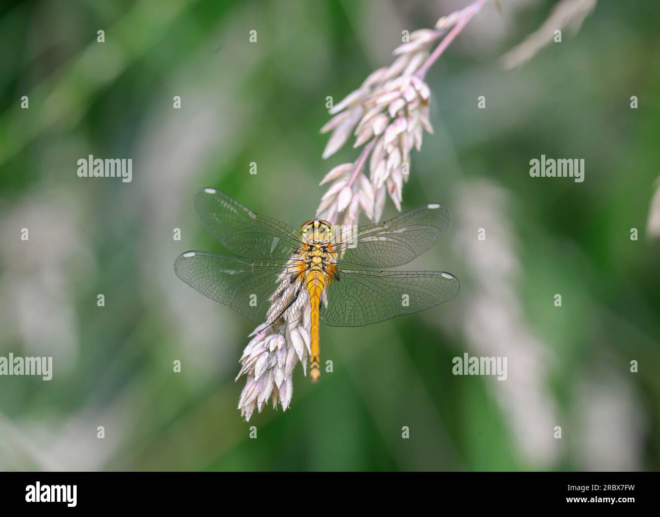Common Darter (Sympetrum striolatum), femmina, a riposo, Dumfries, SW Scotland Foto Stock