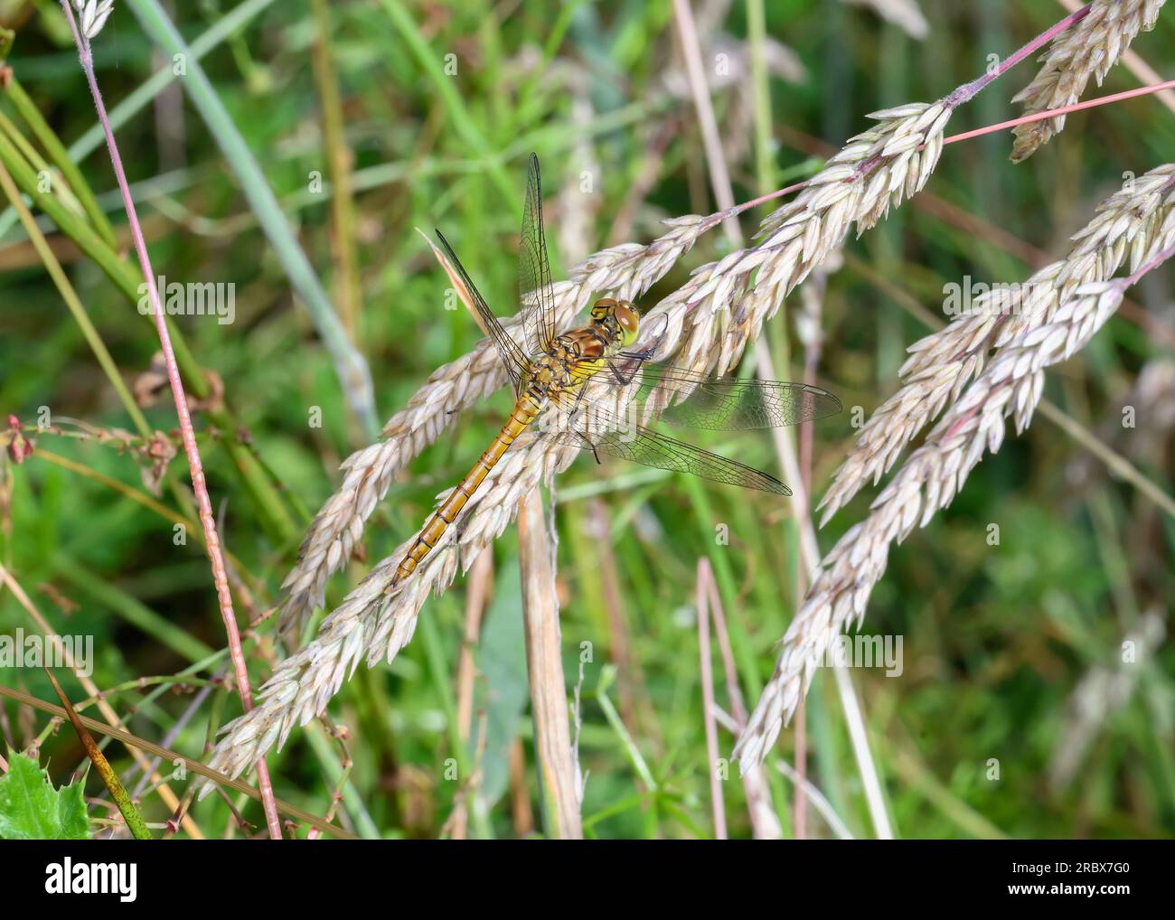 Common Darter (Sympetrum striolatum), femmina, a riposo, Dumfries, SW Scotland Foto Stock