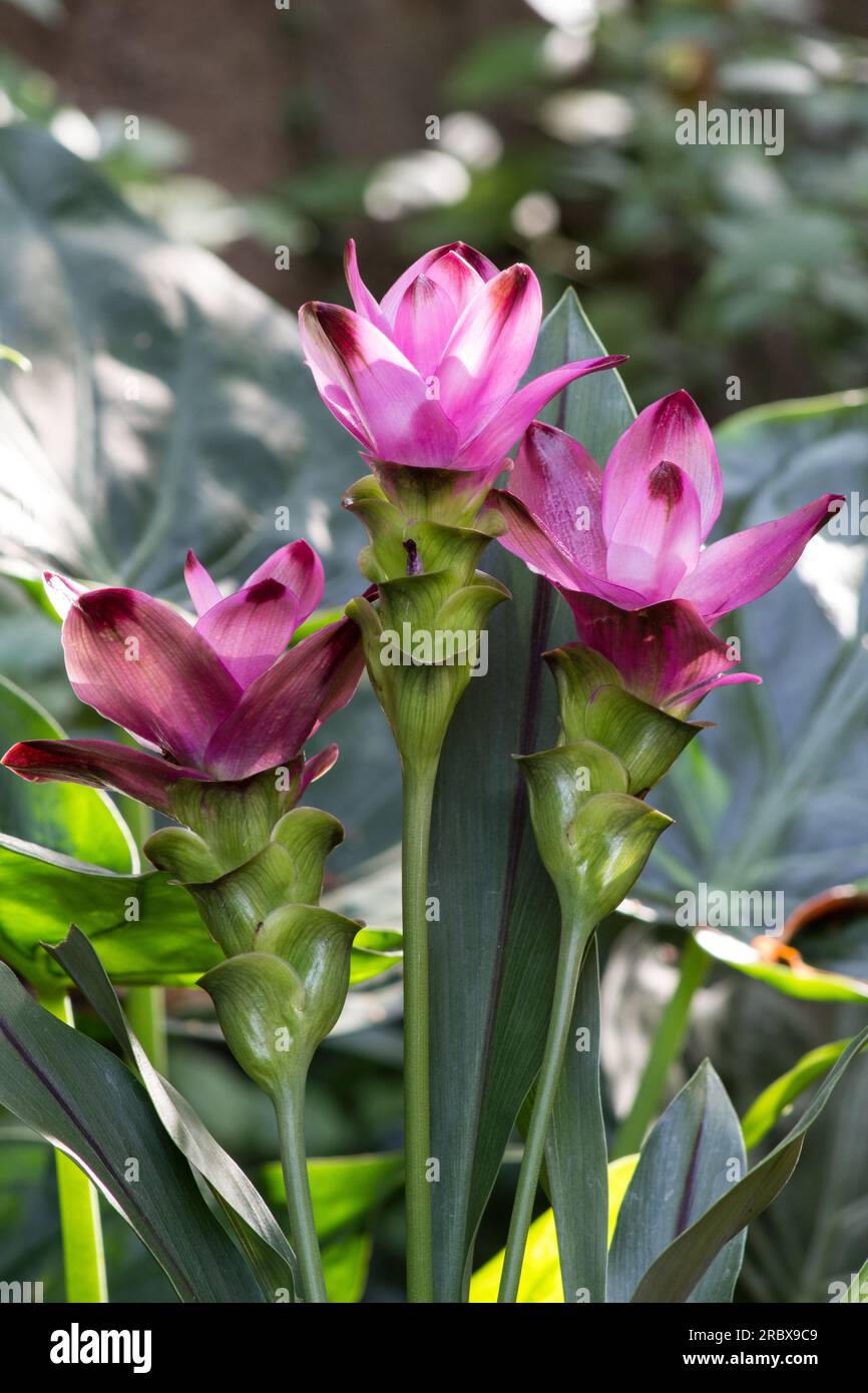 Curcuma longa fiore di pianta su fondo naturale Foto Stock