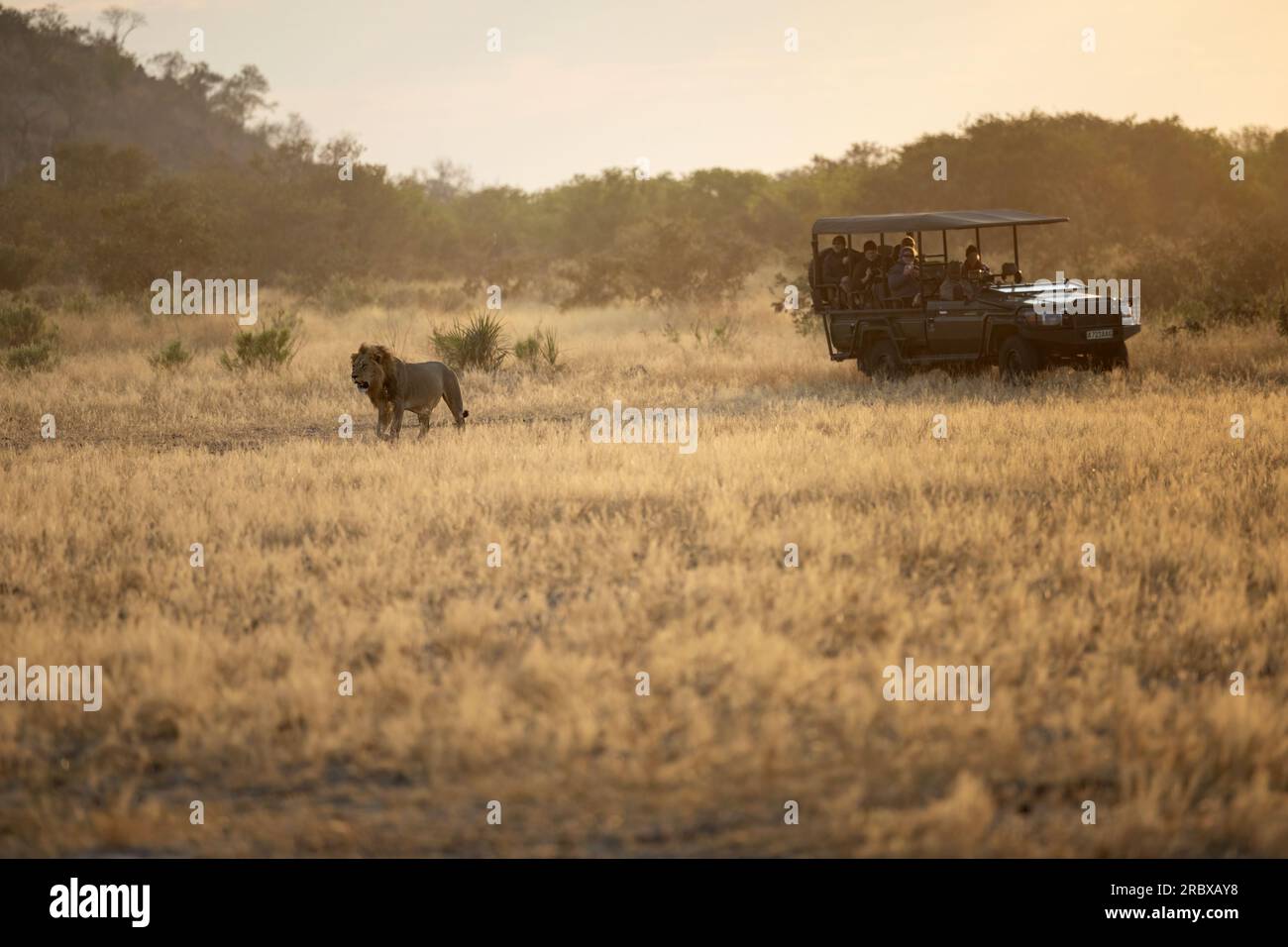 I turisti del safari osservano un leone selvaggio dal loro veicolo safari aperto la mattina presto - luce migliore, Savute Chobe Nationalpark, Botswana, Africa Foto Stock