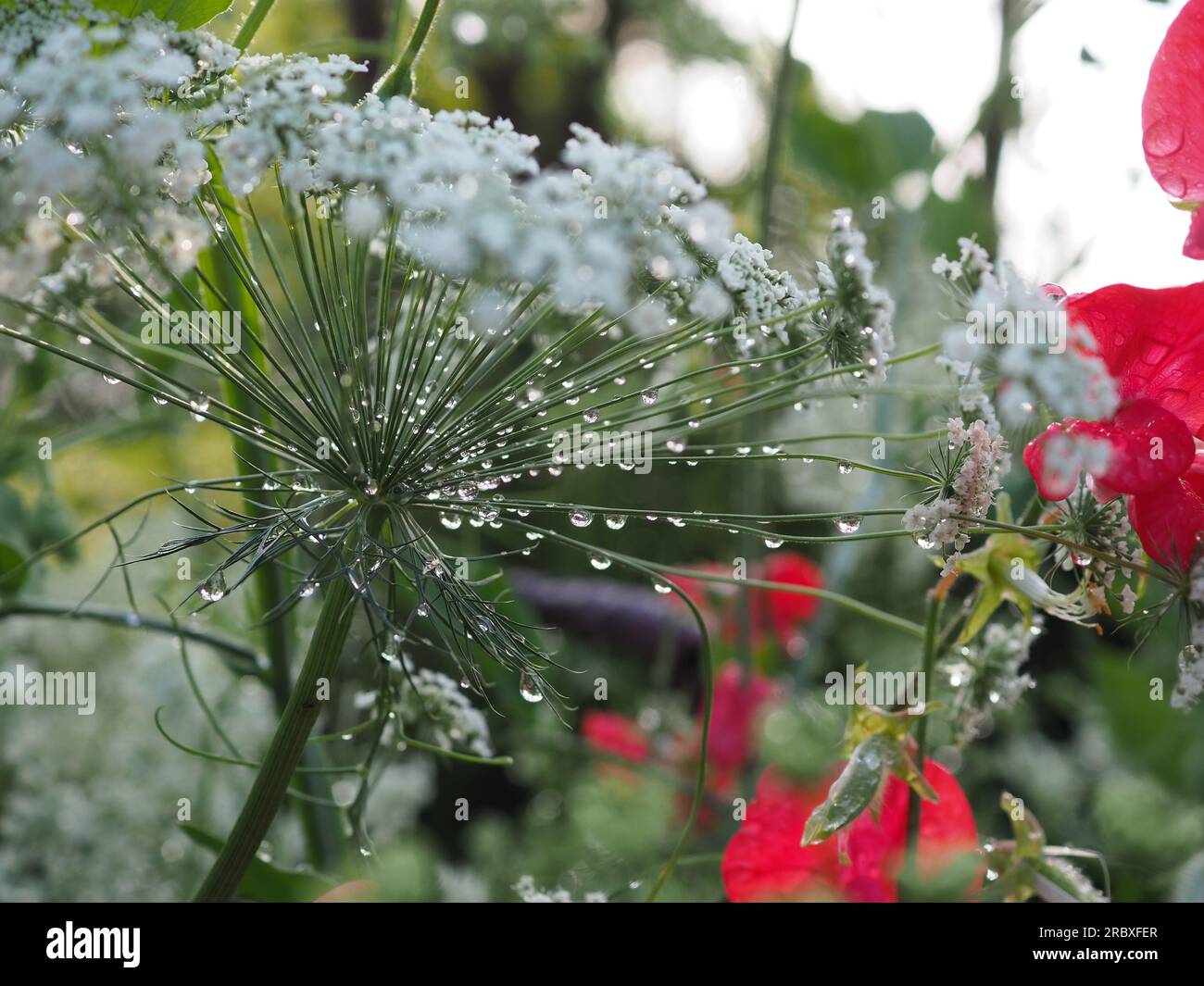 Gocce di pioggia appese ai pedicles di un fiore Ammi majus bianco ogni anno in un giardino tagliato di profilo dopo una doccia a pioggia estiva in Gran Bretagna. Foto Stock