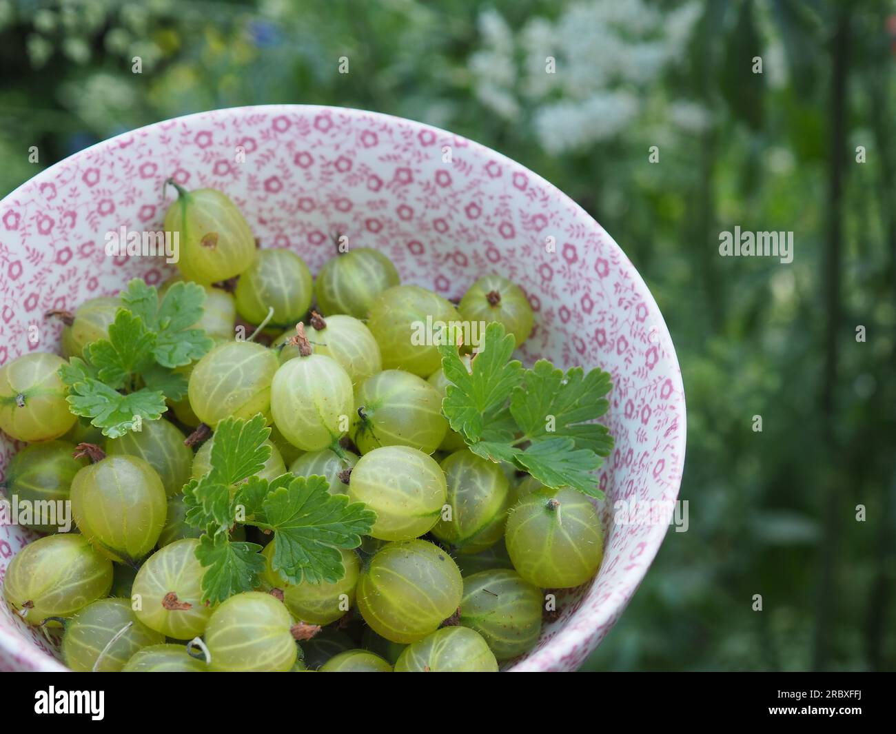 Primo piano di una ciotola di ceramica Burleigh di uva spina appena raccolta (Ribes) dal giardino all'inizio dell'estate Foto Stock