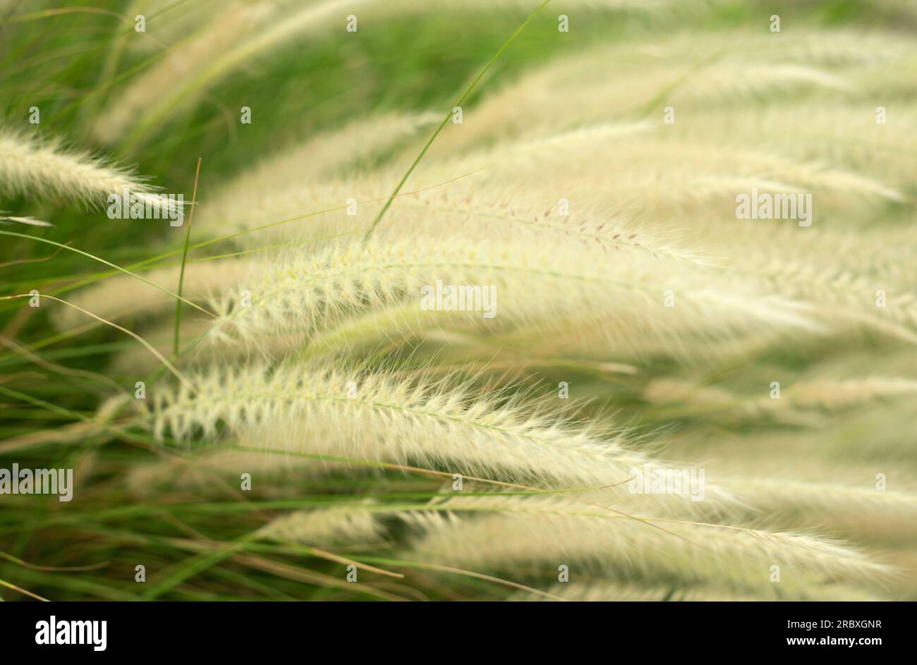 Soffici orecchie di erba selvatica sfondo ravvicinato. Foto Stock