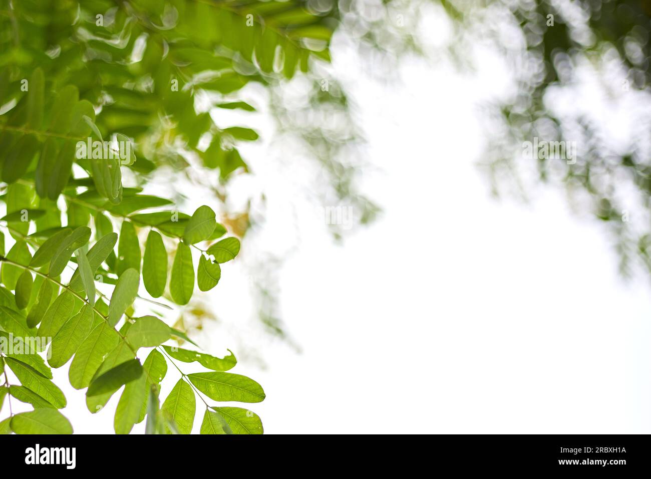 Bellissimo design astratto della carta da parati Green Leaf Nature, messa a fuoco selettiva Foto Stock