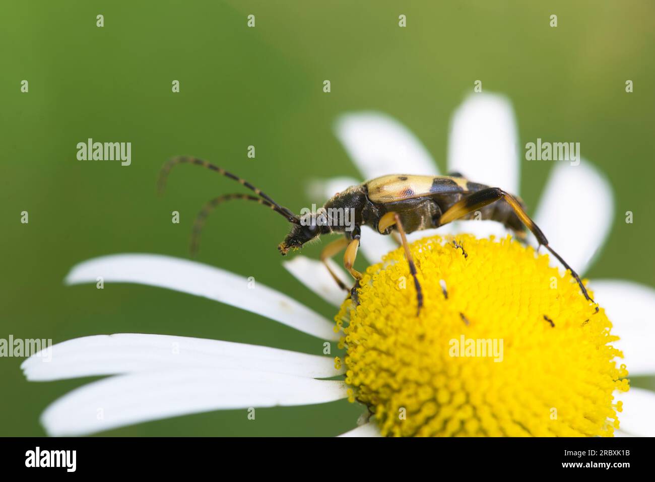 Coleottero longhorn maculato (Rutpela maculata) su fiore a margherita a occhio di bue Foto Stock