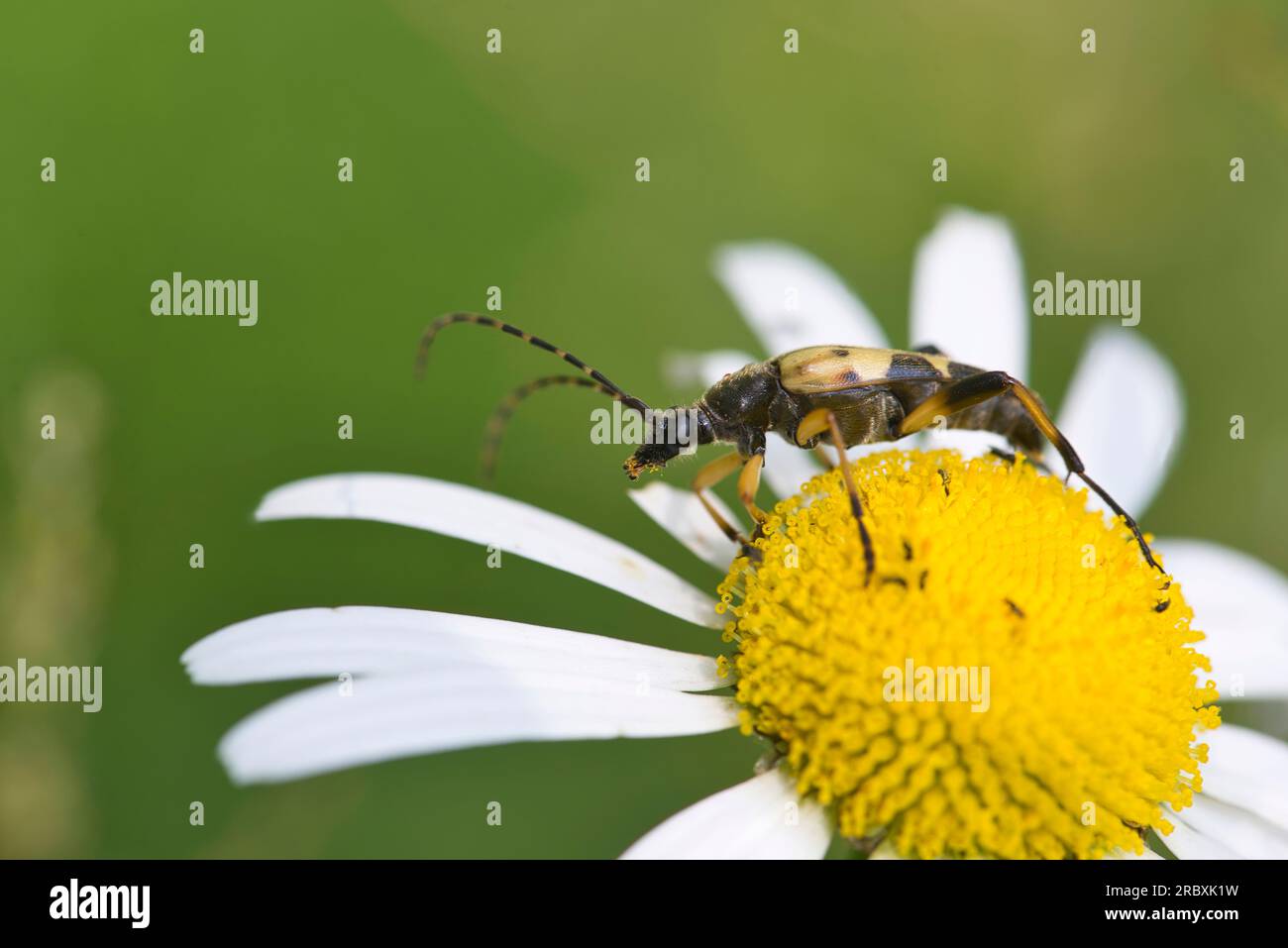 Coleottero longhorn maculato (Rutpela maculata) su fiore a margherita a occhio di bue Foto Stock