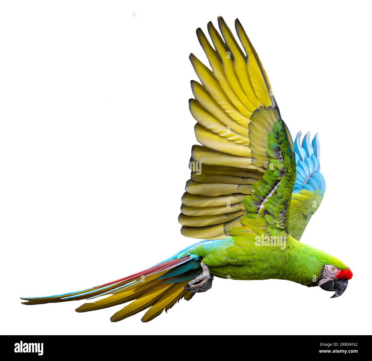 Vista ravvicinata di un Macaw militare volante (Ara militaris), isolato su sfondo bianco Foto Stock