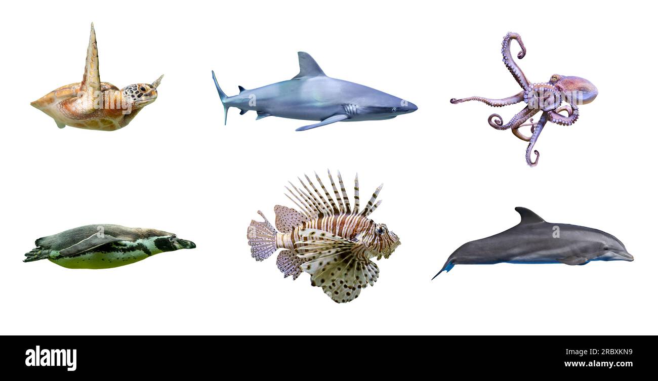 Serie di specie marine di vita marina, isolate su sfondo bianco Foto Stock