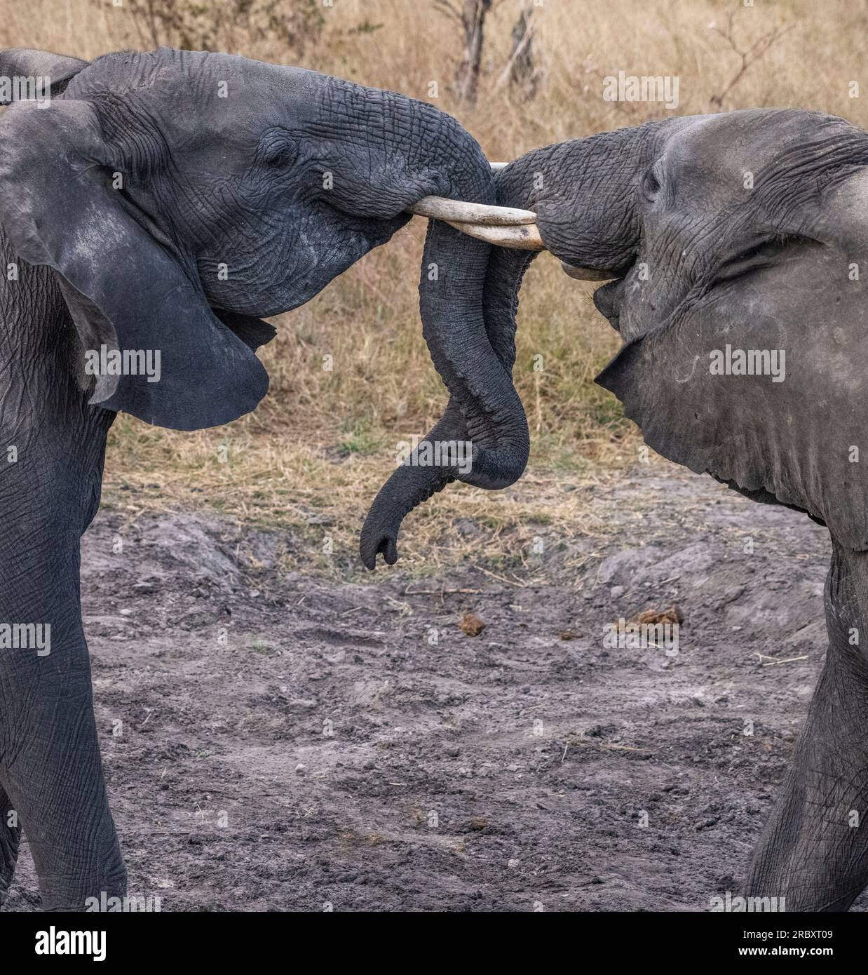 Elefante africano nel Parco Nazionale di Hwange a Zambabwe. Foto Stock