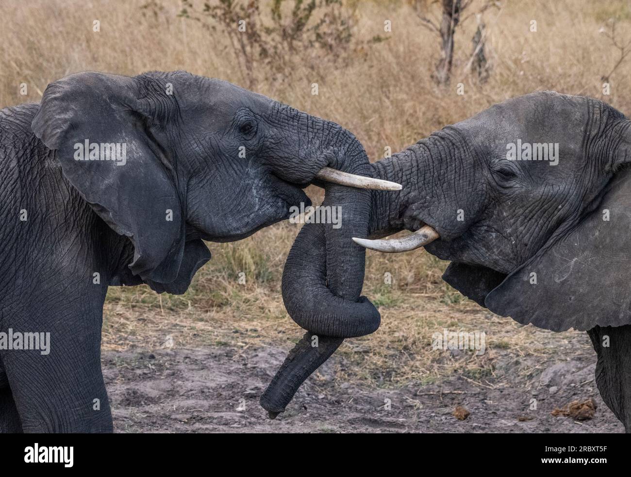 Elefante africano nel Parco Nazionale di Hwange a Zambabwe. Foto Stock