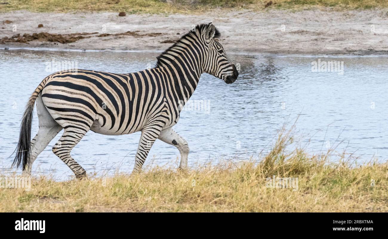 Chapman's Zebra nel Parco Nazionale di Mana Pools in Zimbabwe, Africa. Foto Stock